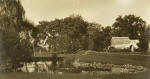 Lily pond