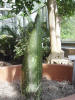 Titan Arum