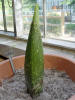 Titan Arum