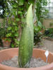 Titan Arum