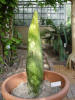 Titan Arum