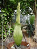 Titan Arum