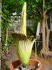 Titan Arum