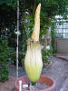 Titan Arum
