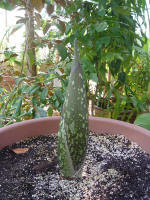Titan Arum