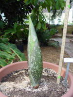 Titan Arum