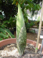 Titan Arum