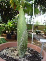 Titan Arum