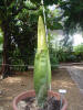 Titan Arum