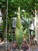 Titan Arum