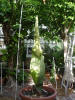 Titan Arum
