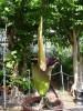 Titan Arum