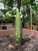 Titan Arum