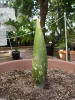 Titan Arum