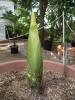 Titan Arum
