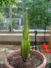 Titan Arum