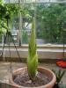 Titan Arum