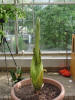 Titan Arum