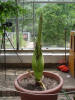 Titan Arum