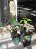 Titan Arum clones