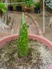 Titan Arum 2014