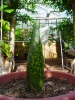 Titan Arum 2014
