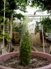 Titan Arum 2014