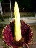 Titan Arum 2014