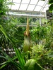 Titan Arum 2014