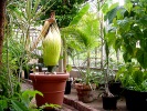 Titan Arum 2014