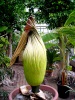 Titan Arum 2014